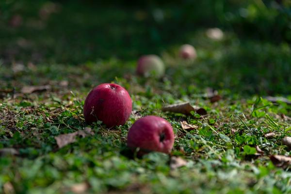 red apples on the ground