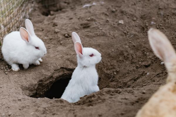 white rabbits using rabbit holes, watch your step