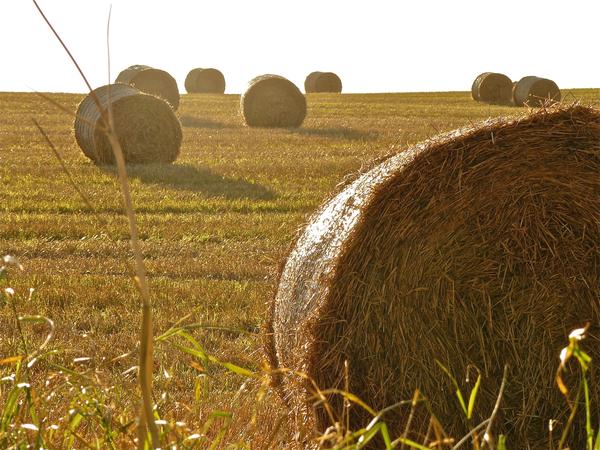 Hay Bales
