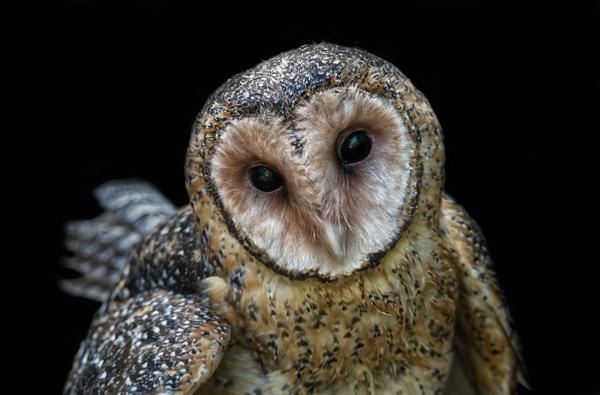 an owl