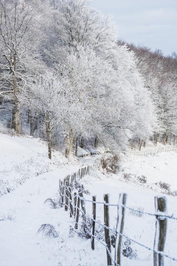 Winter Scene