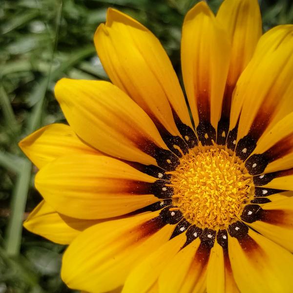 yellow flower