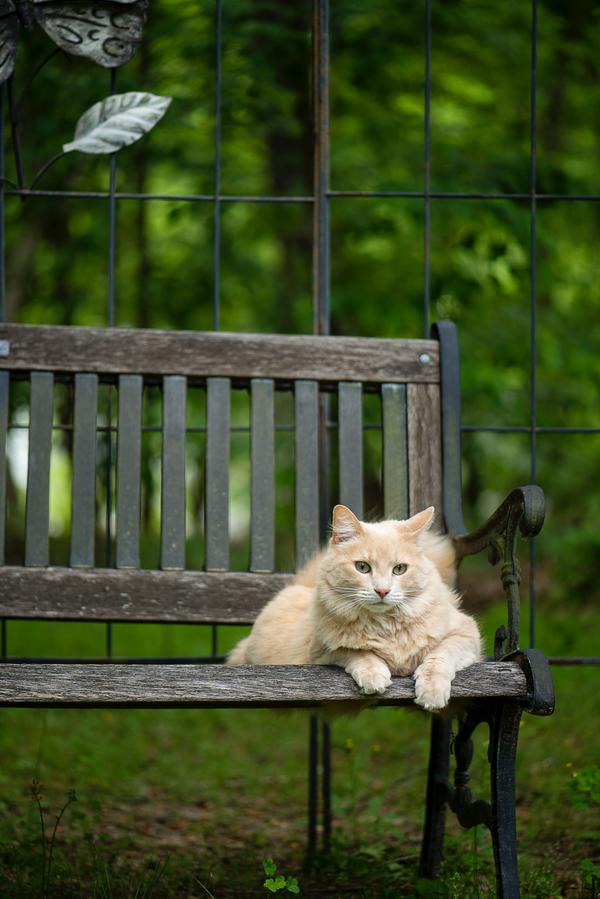 cat on a bench