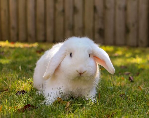 White Rabbit