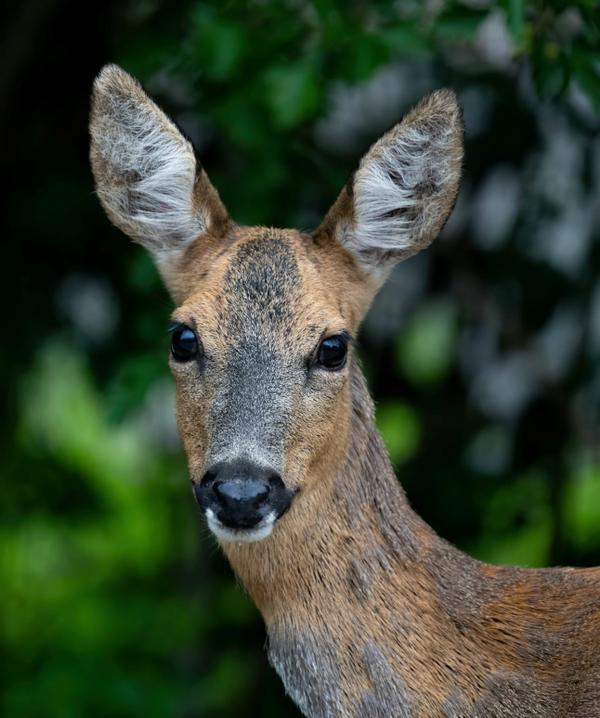 Big Deer