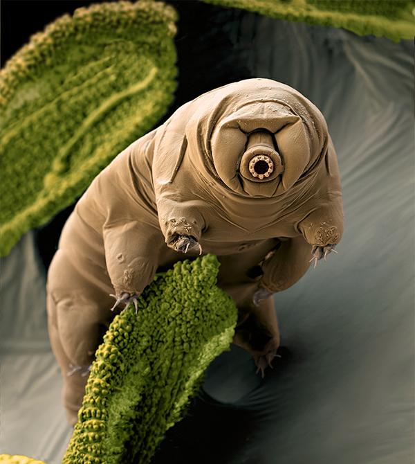Water bear