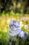 Photo by 郭 心宇 on Unsplash cat