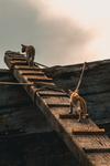 cats climbing