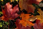 autumn leaves