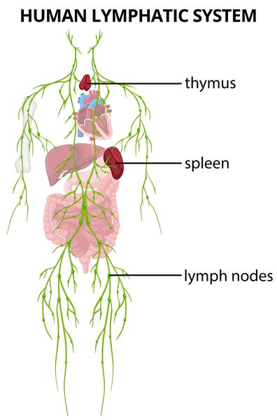 Human Lymphatic System - Image by brgfx on Freepik