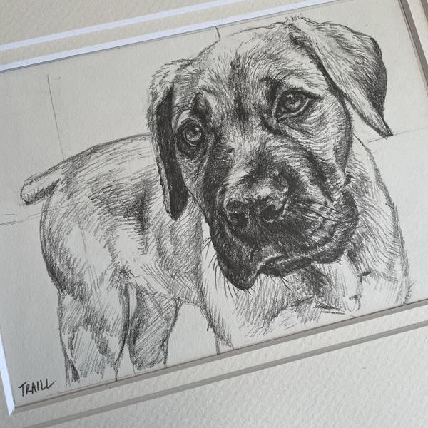 Maverick, an African Boerboel dog drawn in Graphite