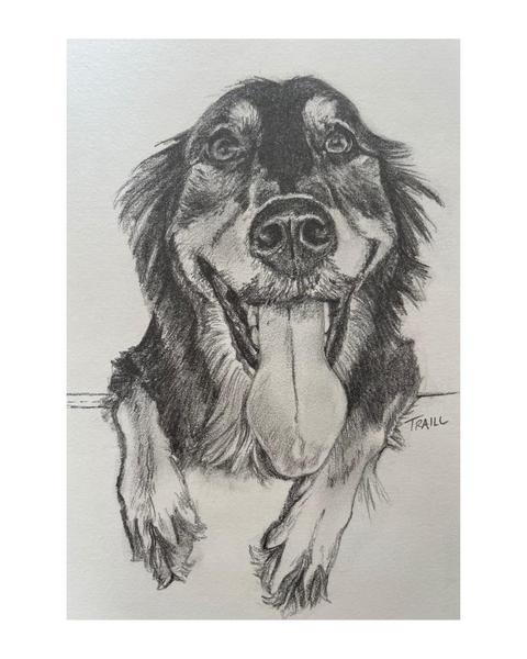 Maggie Dog Portrait Drawing in Graphite
