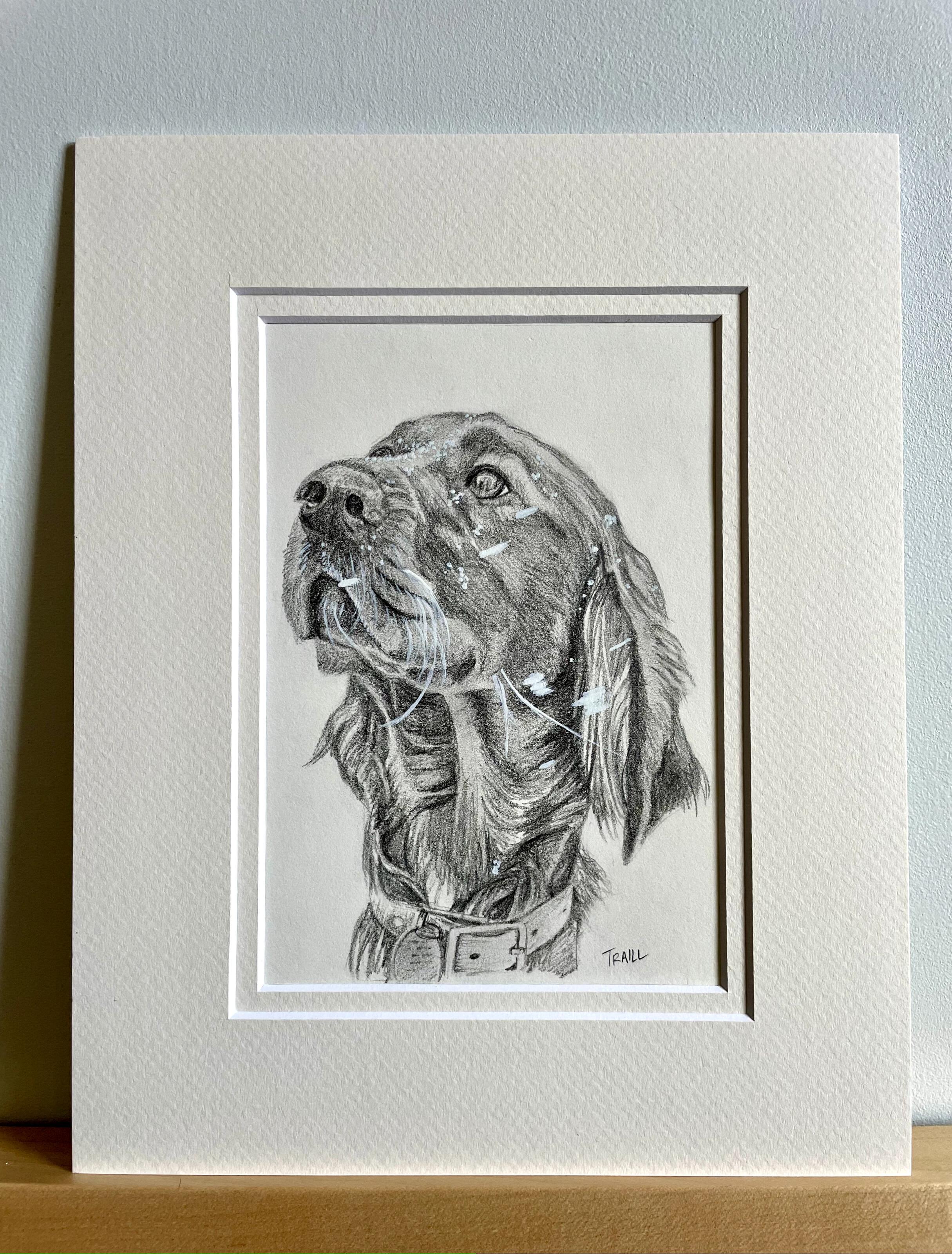 Graphite Drawing of Iris Setter, in Snow