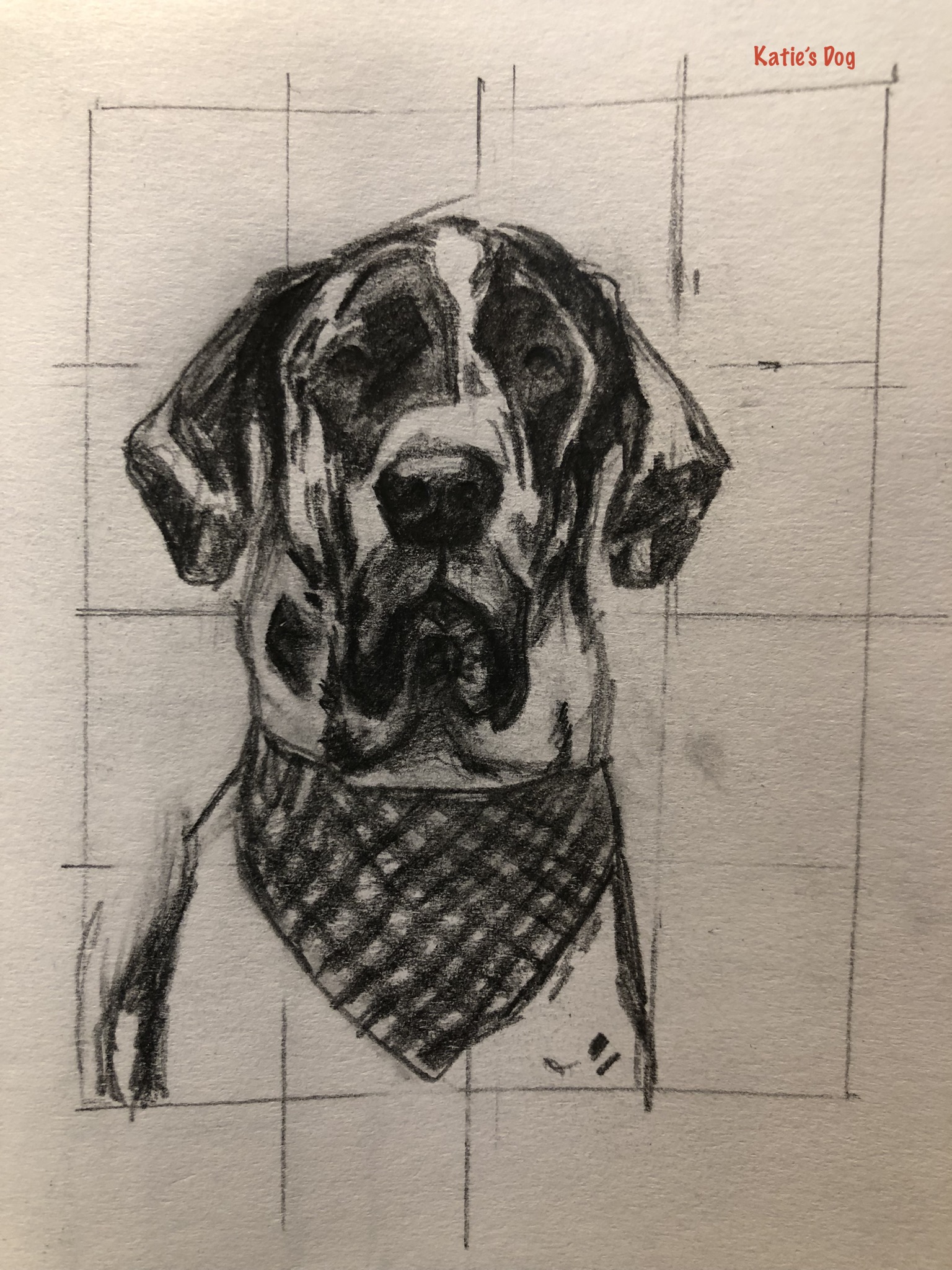 Dog Portrait