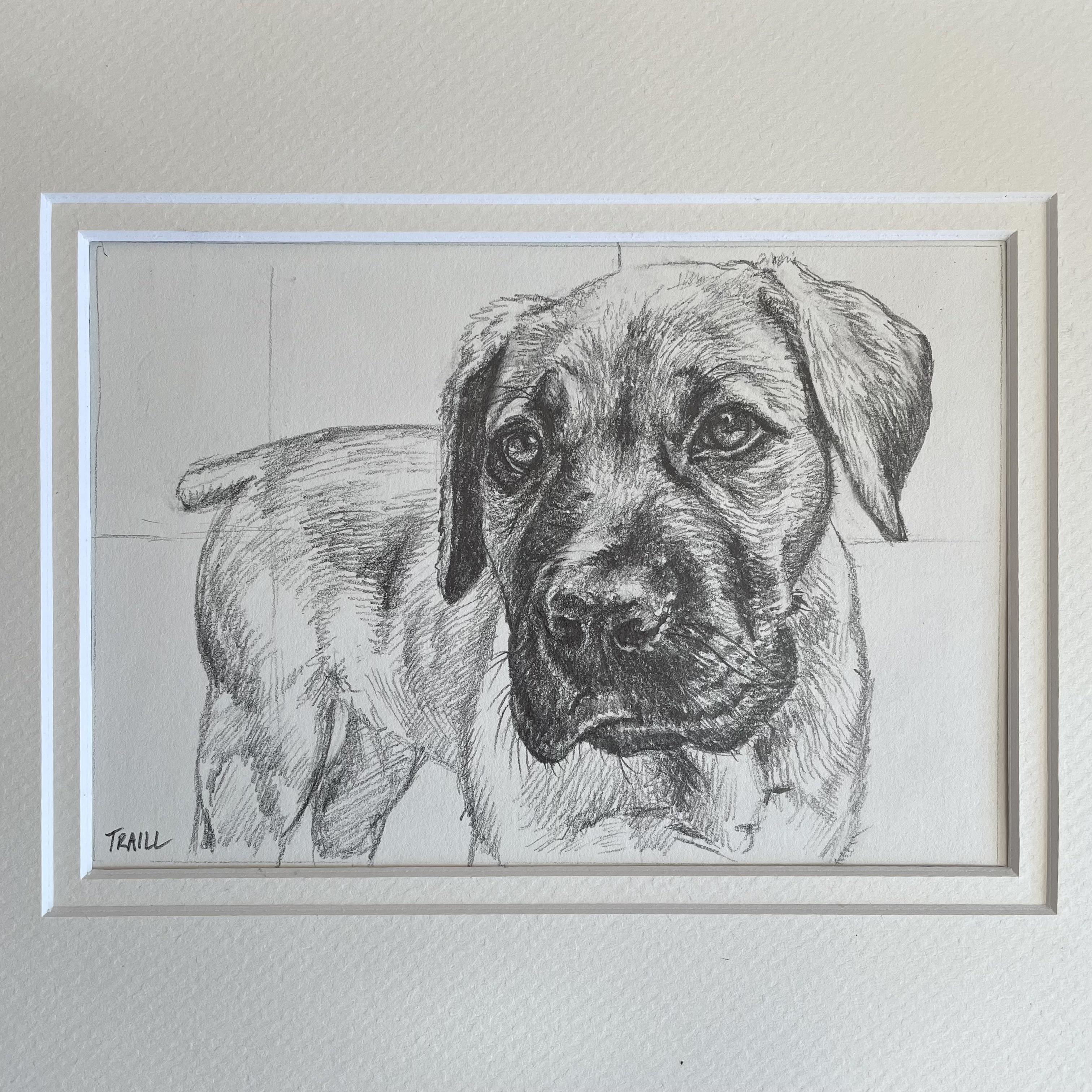 Graphite Drawing of African Boerboel