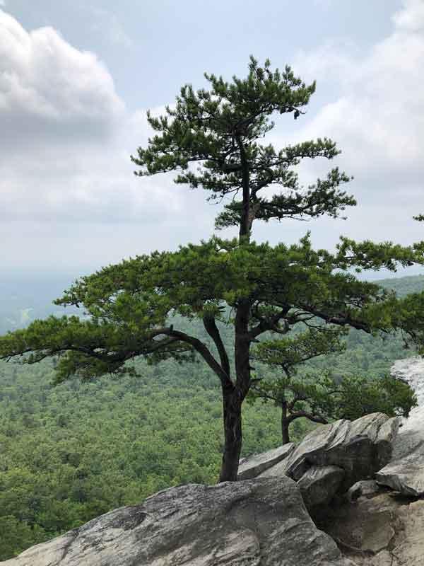 Table Mountain Pine tree - Hanging Rock State Park, NC