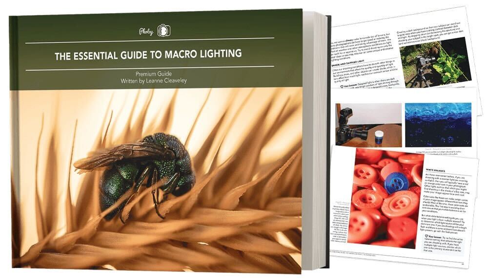 The Essential Guide to Macro Lighting