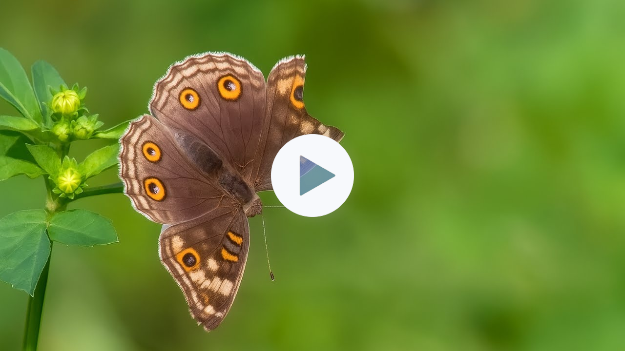 Butterflies & Dragonflies Close-Up at Bidadari Park | iPhone 16 Pro Max + 400mm Lens Test