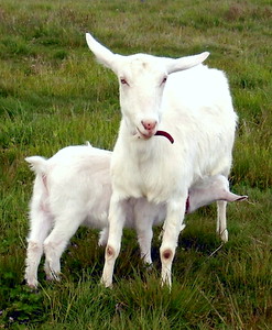 Mother-Goat-Her-Kid.jpg