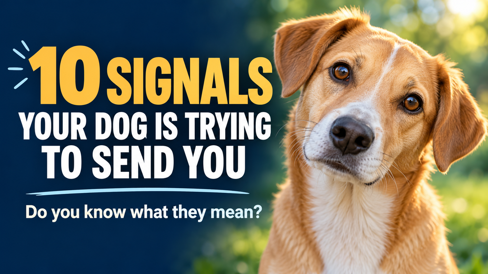 Cover of the free PDF: 10 Signals Your Dog Is Trying to Send You — Do you know what they mean? — featuring a curious dog tilting its head
