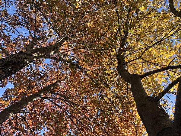 Inspiring fall colors