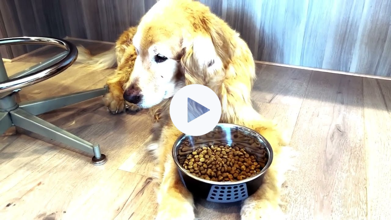 Huntley and his Farmer's Dog story