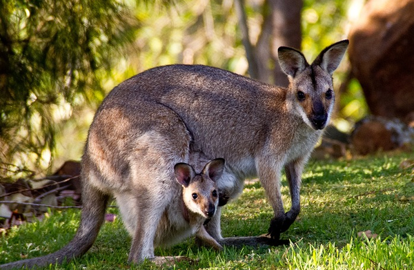Kangaroo Joey