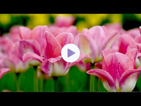 MZIB Archive - Hebrews Series: Week Fourteen: "Melchizedek" (Shows 27 & 28)