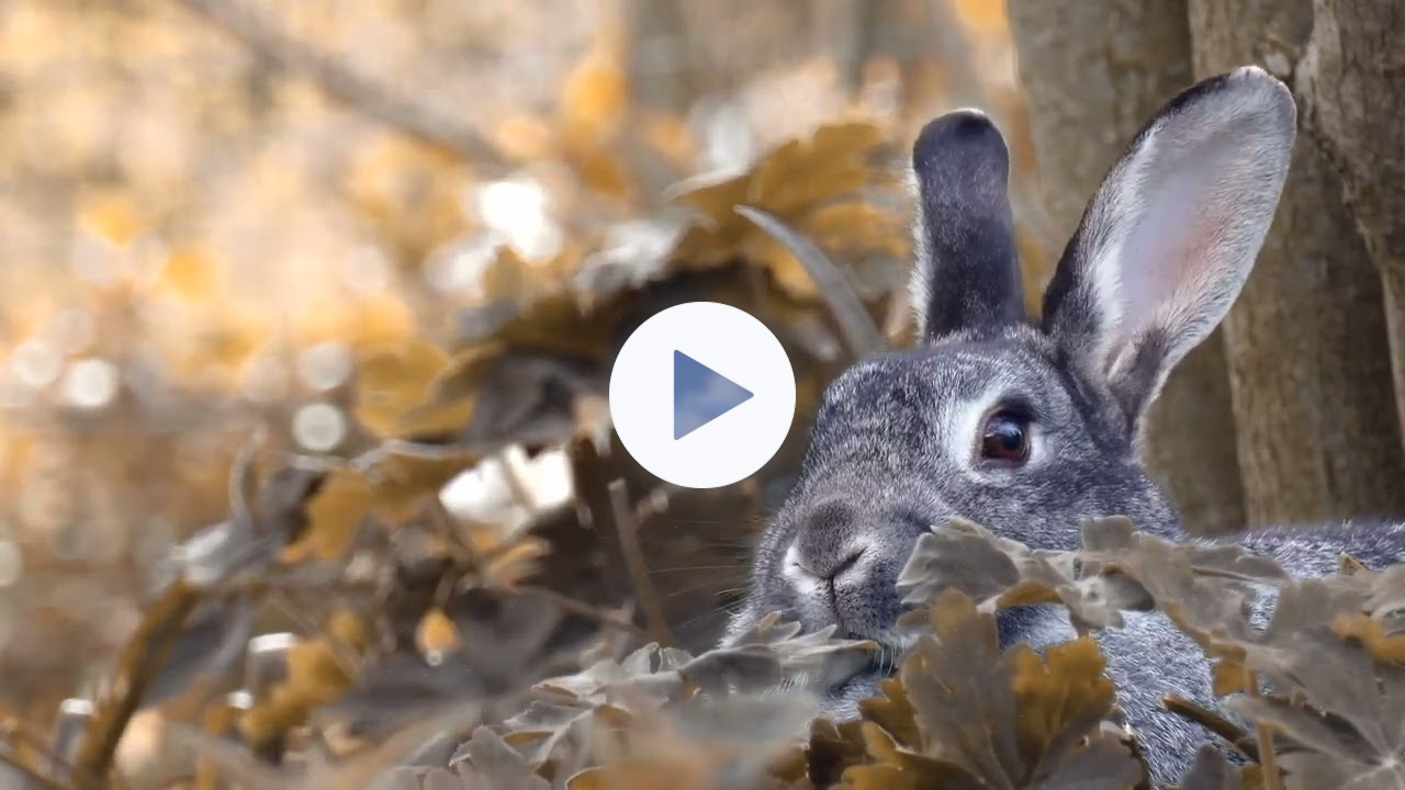 MZIB Archive - Hebrews Series: Week Eleven: "Living, Lacking, and Foundations" (Shows 21 & 22)