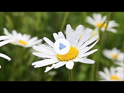 MZIB Archive - Hebrews Series: Week Ten: "Calloused and Exhorted" Shows 19 & 20