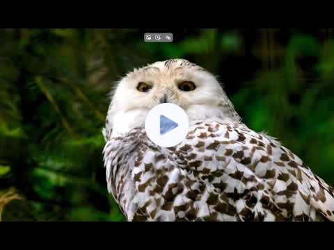 MZIB Archive - Hebrews Series: Week Sixteen "According to the Model & Covenants" (Shows 31 & 32)