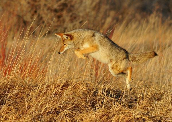 Coyote Trickster