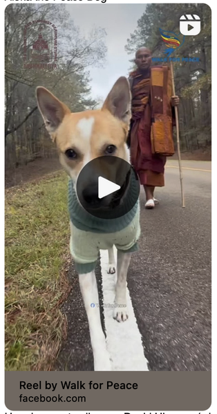 Aloka the Peace Dog photo