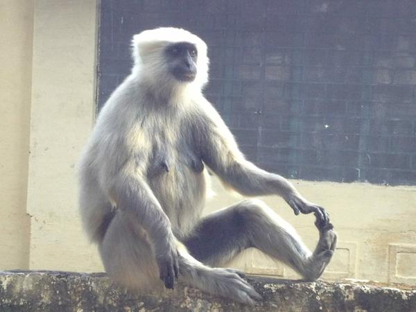 Terry Hodgkinson watching a Rishikesh monkey doing yoga