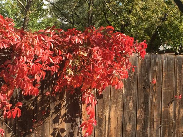 bright red leaves on a grey wooden fence