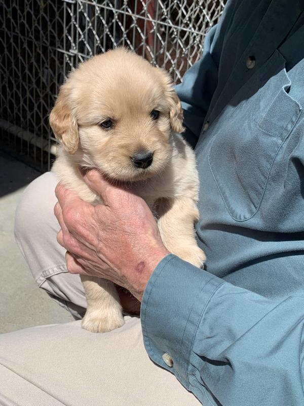 Golden Retriever Puppy