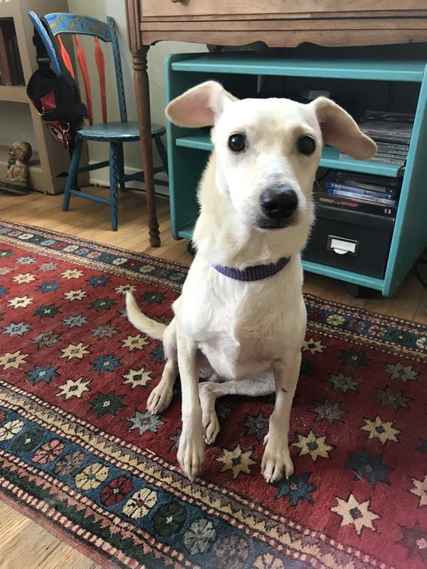 White dog with funny ears