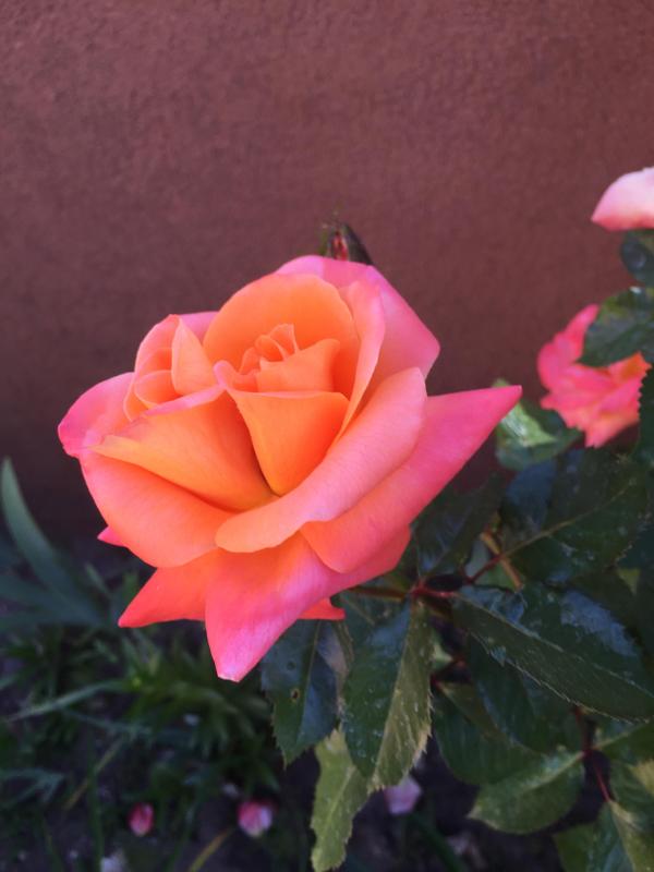 Pink orange rose