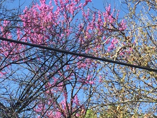 Cherry blossoms