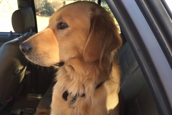 picture of Brody Dog in the car