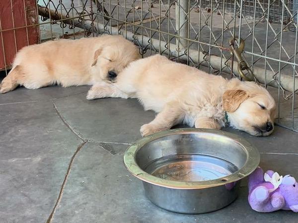 Golden Retriever Puppy