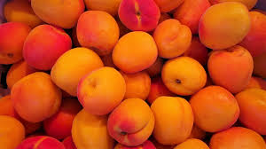 beautiful apricots in orange and red