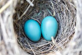 two blue robin's eggs in nest