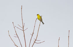 Goldfinch in bare tree