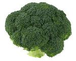 Head of Broccoli on white background