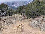 Cooper hiking in the mountains