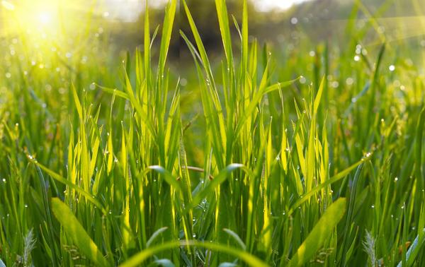 Lani Muelrath's Plant-Based Journey