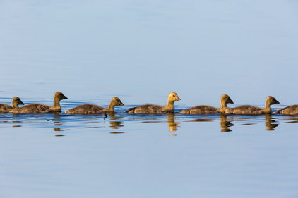 goslings