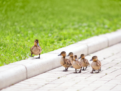 ducklings