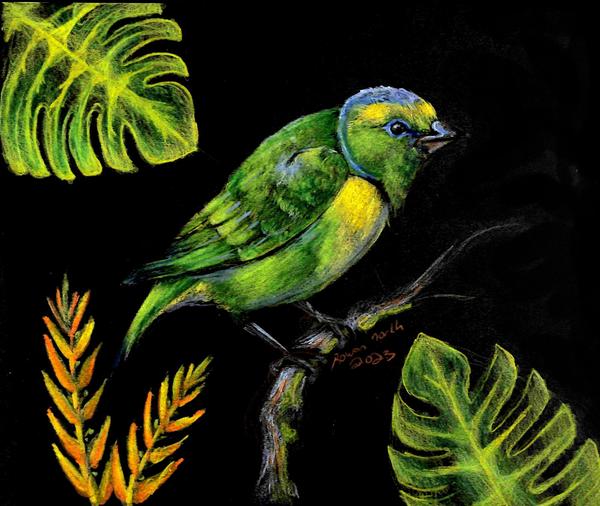 The Legend of Volcano Poas and the Rualdo Bird - Costa Rica - drawn by Rowan North